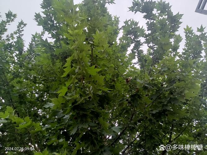 二球悬铃木哪里有?采购渠道分析与苗木品质核查指南 二球悬铃木哪里有?采购渠道分析与苗木品质核查指南