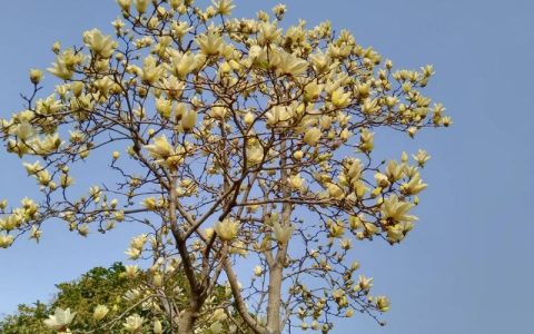 黄玉兰花什么时候开花？花期、促花养护与常见问题全解析