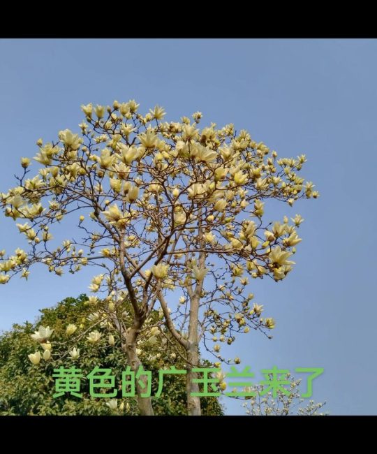 黄玉兰花什么时候开花？花期、促花养护与常见问题全解析