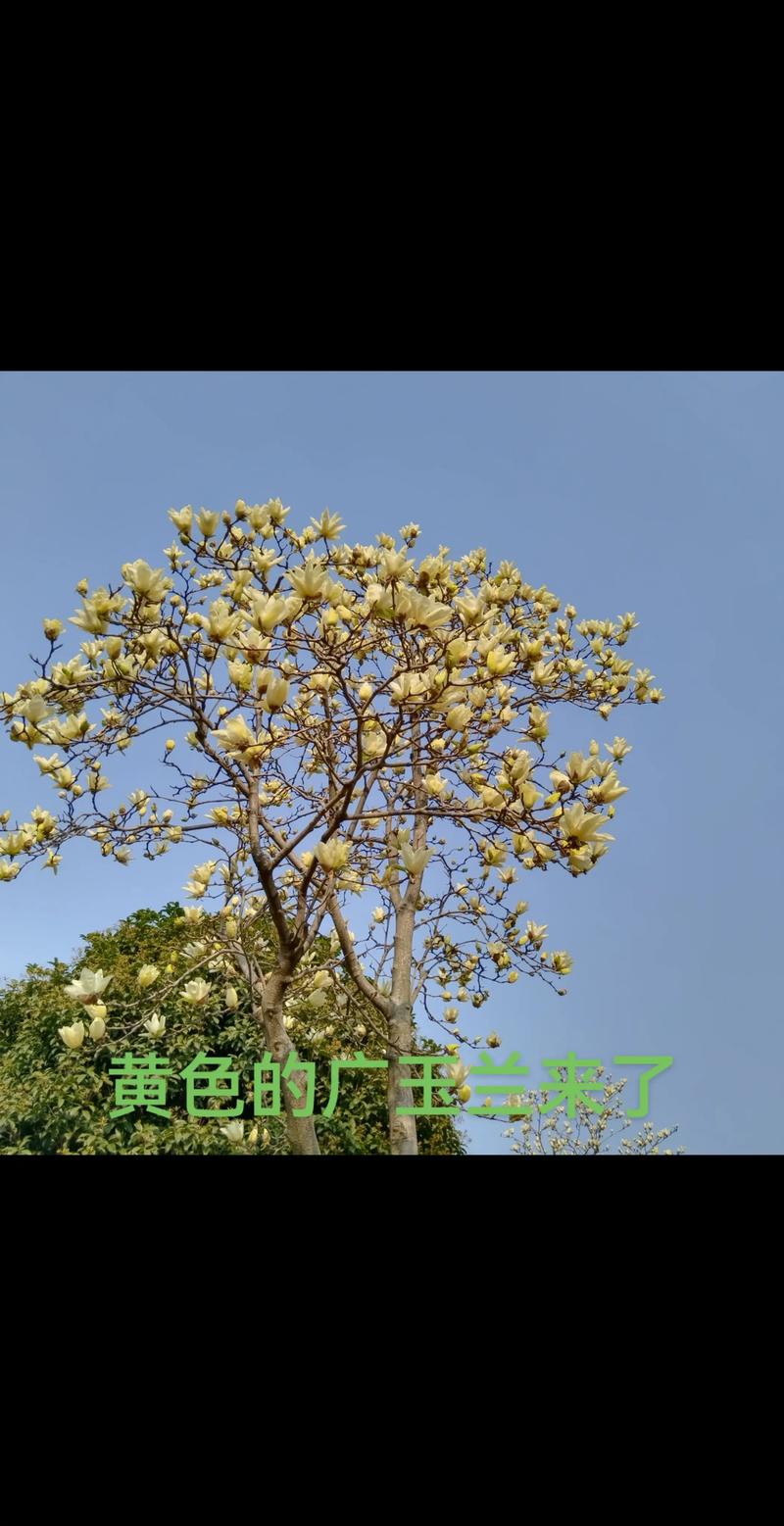 黄玉兰花什么时候开花？花期、促花养护与常见问题全解析