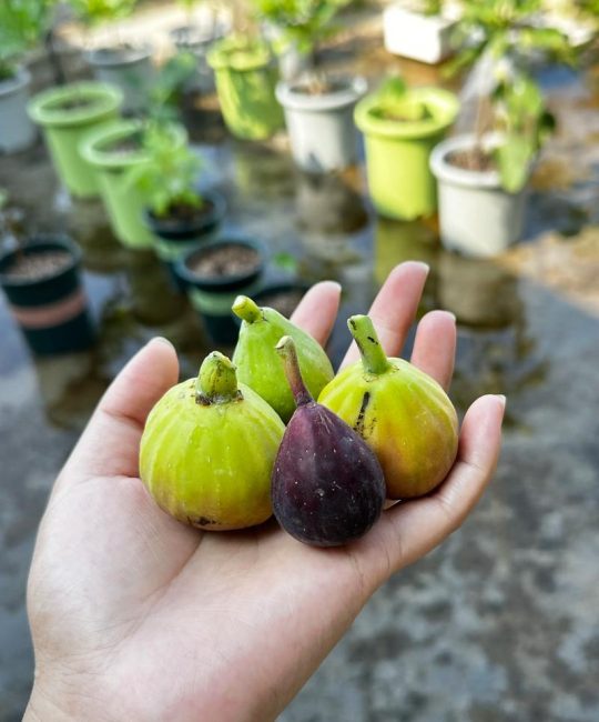 无花果施肥的最佳时间及全周期养护指南