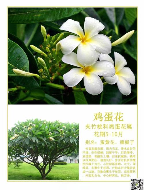 鸡蛋花生长在哪里?揭秘它的原生环境与栽培要点 五、家庭盆栽:如何模拟原生环境?