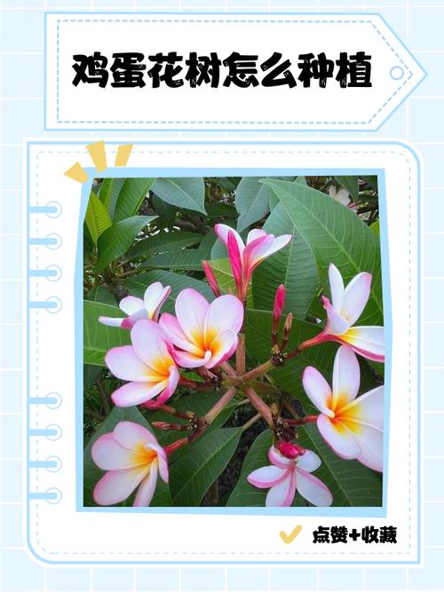 鸡蛋花生长在哪里?揭秘它的原生环境与栽培要点 四、中国主要种植区域