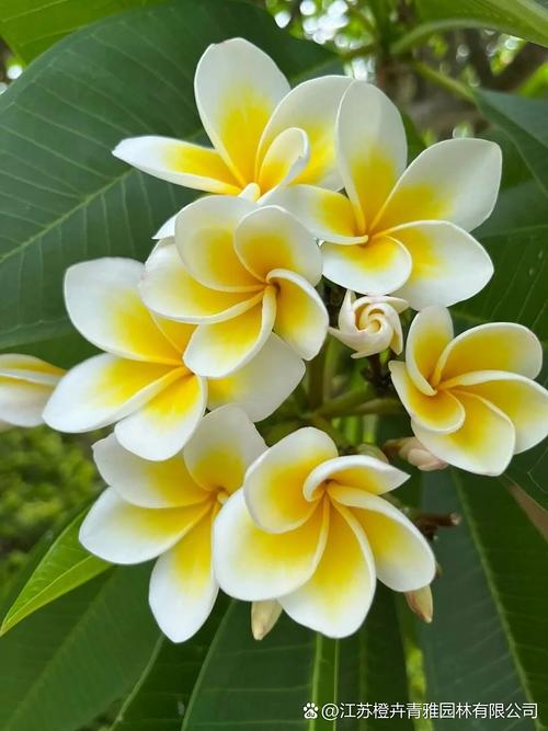 鸡蛋花生长在哪里?揭秘它的原生环境与栽培要点 三、土壤要求:透气排水是关键