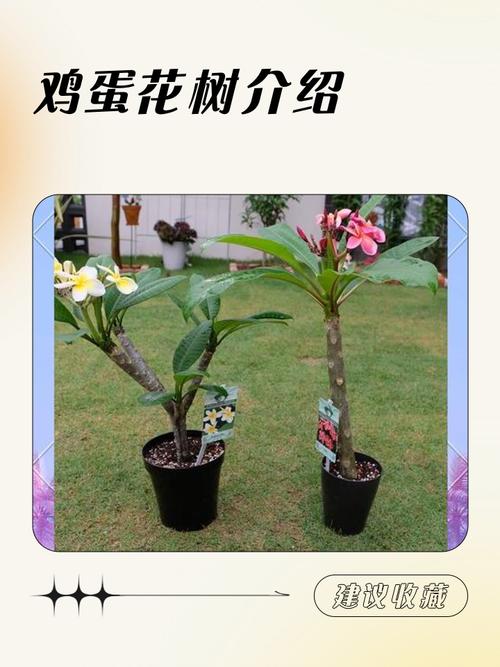 鸡蛋花生长在哪里?揭秘它的原生环境与栽培要点 结语
