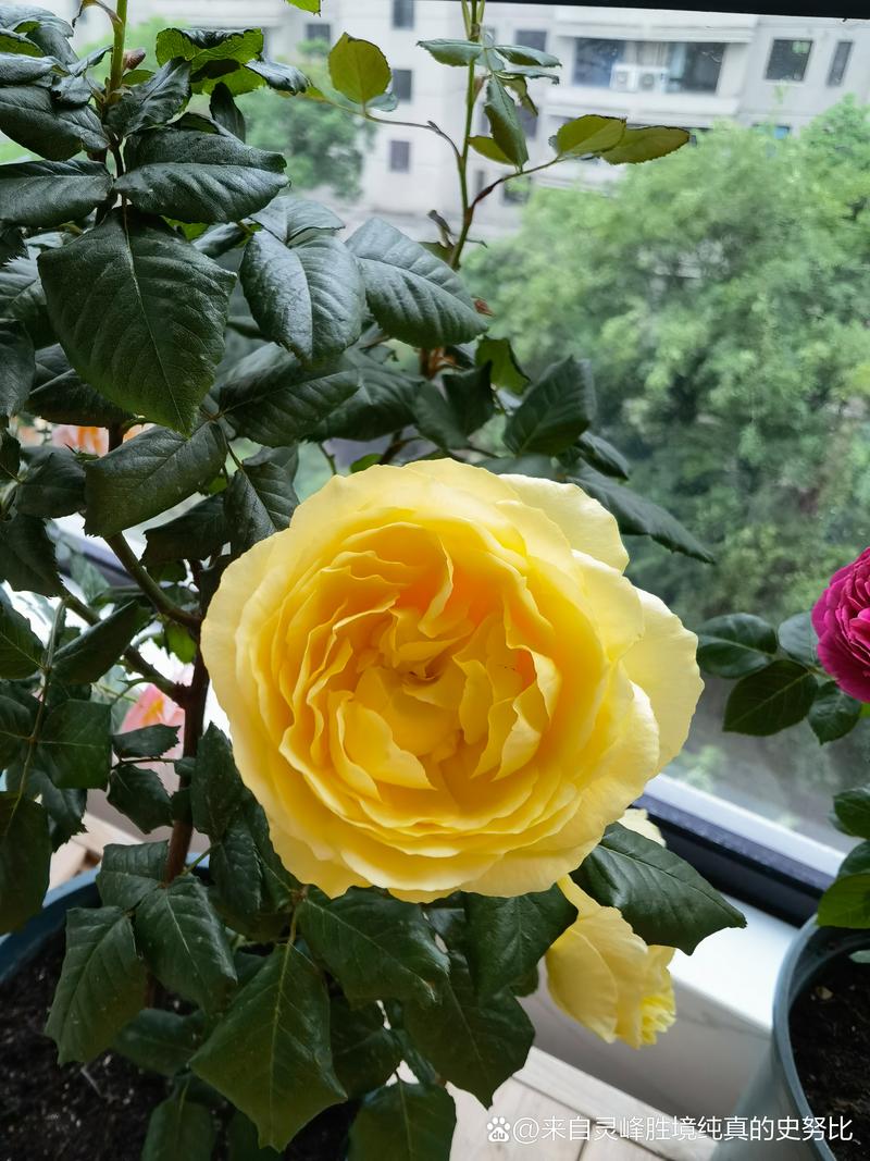 黄玫瑰花枯萎了怎么办?家庭盆栽月季黄花萎蔫的排查与救治指南 分步排查清单