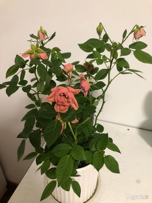 黄玫瑰花枯萎了怎么办?家庭盆栽月季黄花萎蔫的排查与救治指南 常见误区与纠正