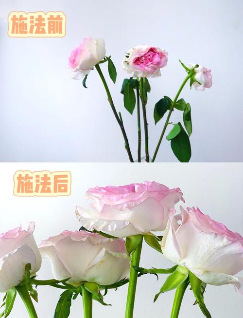 黄玫瑰花枯萎了怎么办?家庭盆栽月季黄花萎蔫的排查与救治指南 FAQ