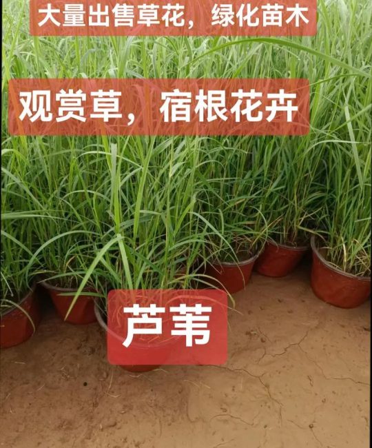 芦苇苗多少钱1棵？2026年最新价格参考与影响因素全解析