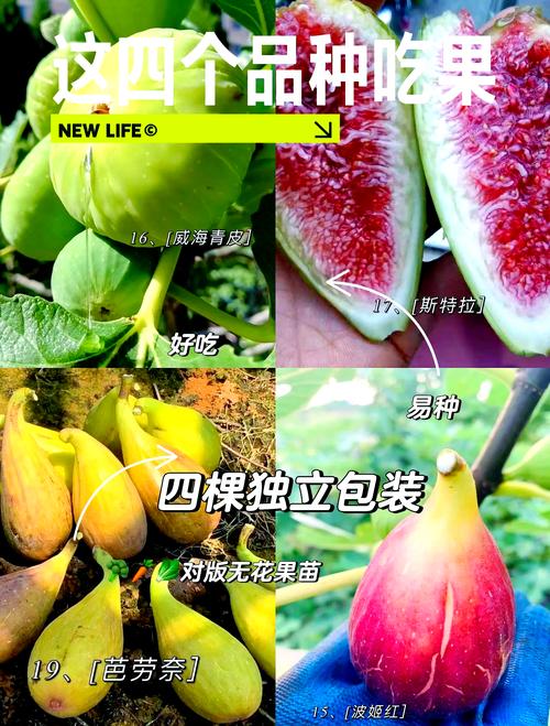 采购时辨别苗木质量的三个关键：嫁接口、根系、苗龄