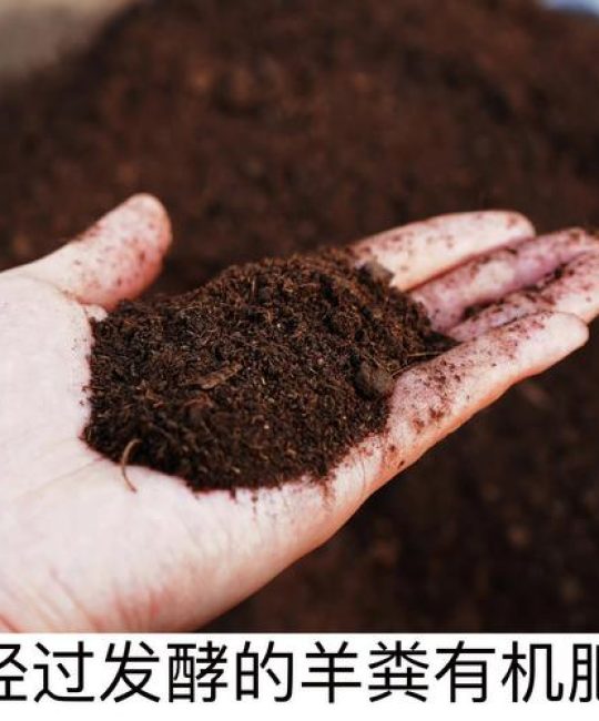 紫花苜蓿如何做青储？掌握四个关键步骤，打造高营养发酵饲料