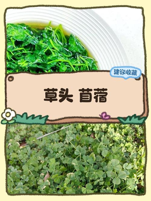 紫花苜蓿如何做青储?掌握四个关键步骤,打造高营养发酵饲料 五、常见失败原因总结
