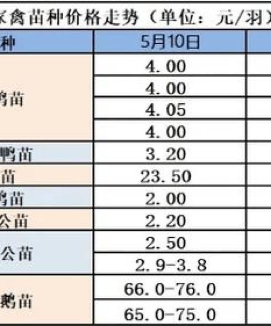 黑天鹅鹅苗多少钱一只？2025最新参考价格及影响因素解析
