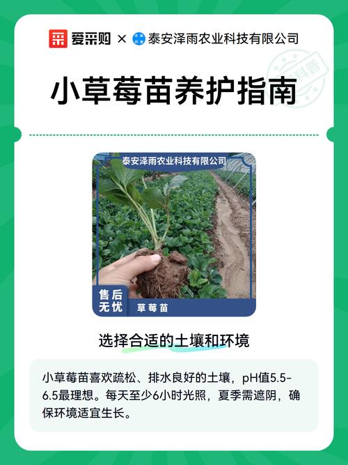 草莓苗买回来怎么处理?新手必看的缓苗、栽种与养护指南 四、正确栽种:浅不露根,深不埋心