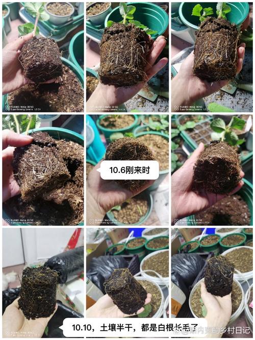 草莓苗买回来怎么处理?新手必看的缓苗、栽种与养护指南 三、选择“缓苗”方式:别急着上盆