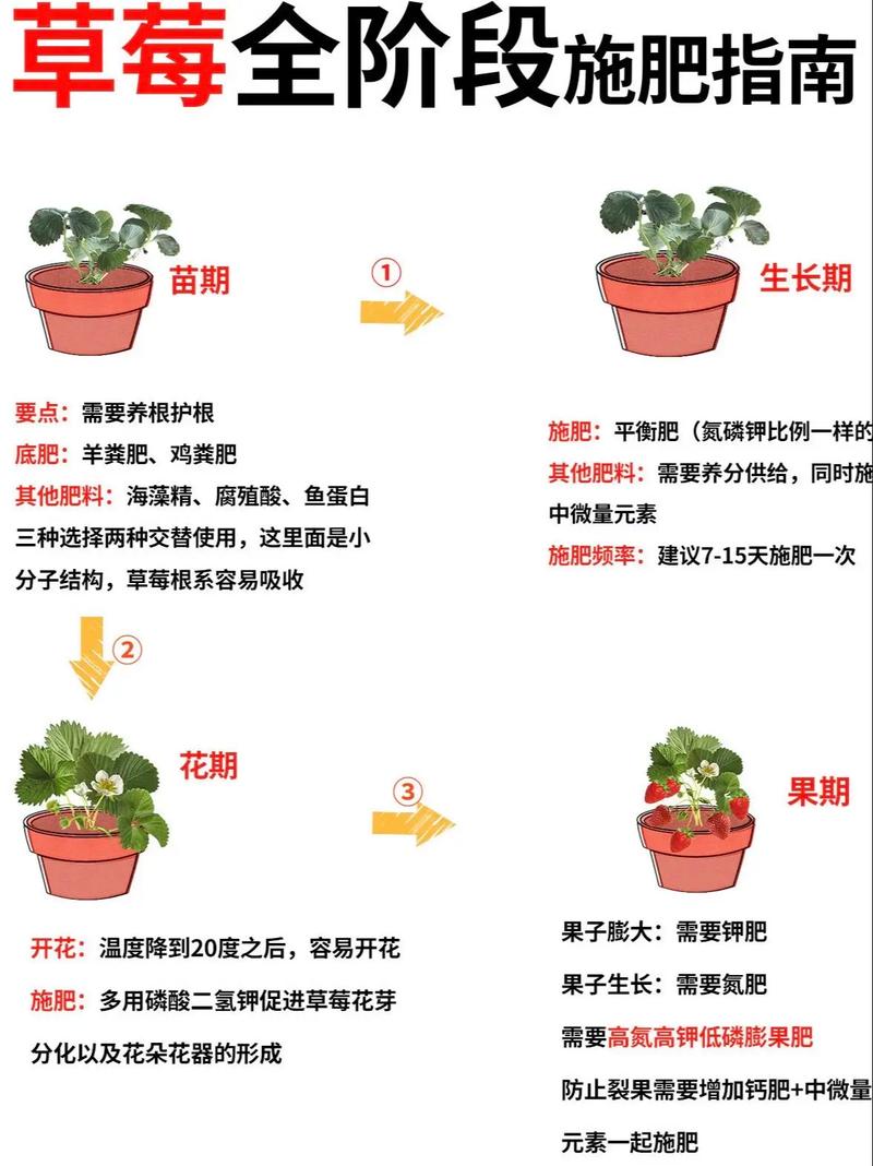草莓苗买回来怎么处理?新手必看的缓苗、栽种与养护指南 五、缓苗期养护:控水遮阴,静待服盆