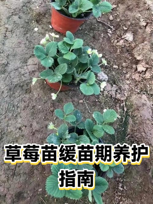 草莓苗买回来怎么处理?新手必看的缓苗、栽种与养护指南 六、常见问题排查