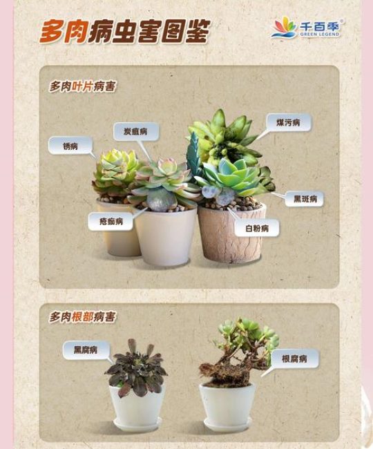 盆栽花卉生虫怎么办？从识别到防治，这份科学指南请收好