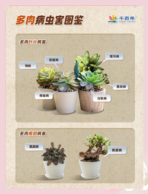 盆栽花卉生虫怎么办?从识别到防治,这份科学指南请收好 一、先判断:你家盆栽生了什么虫?