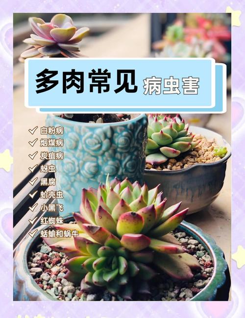盆栽花卉生虫怎么办?从识别到防治,这份科学指南请收好 三、预防胜于治疗:日常养护防虫手册