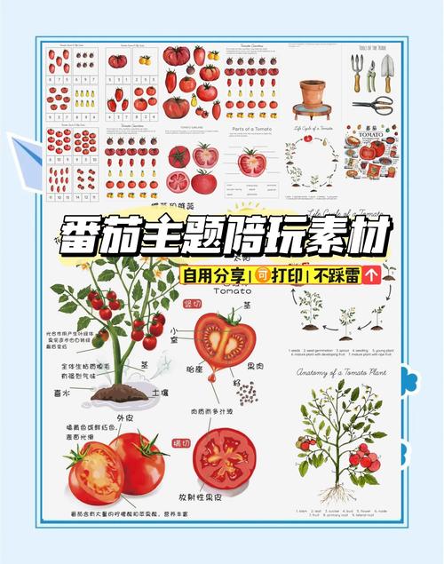 番茄如何传播种子:从采收到播种的完整指南 五、浇定根水:播种后水分管理