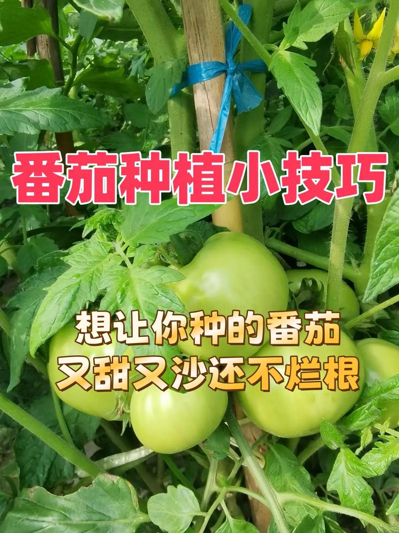 番茄如何传播种子:从采收到播种的完整指南 六、缓苗管理:出苗期环境控制