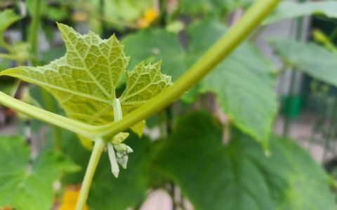 丝瓜怎么种植结瓜多？高产种植全攻略