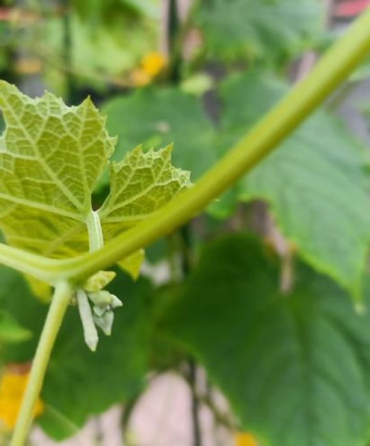 丝瓜怎么种植结瓜多？高产种植全攻略