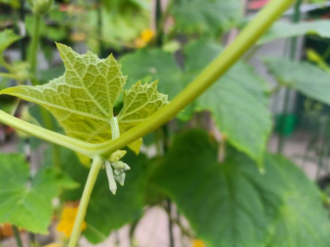 丝瓜怎么种植结瓜多?高产种植全攻略 丝瓜怎么种植结瓜多?高产种植全攻略