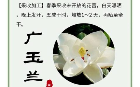 广玉兰与白玉兰区别详解：行道树与庭院应用、移栽成活与修剪管理全攻略