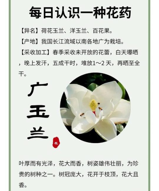 广玉兰与白玉兰区别详解：行道树与庭院应用、移栽成活与修剪管理全攻略