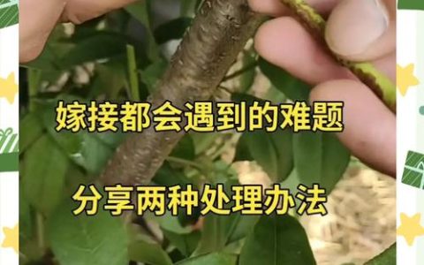 枣树嫁接技术全攻略：从砧木选择到成活管理的完整指南