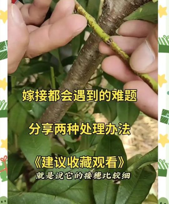 枣树嫁接技术全攻略：从砧木选择到成活管理的完整指南