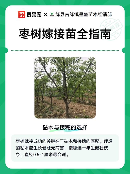 枣树嫁接技术全攻略:从砧木选择到成活管理的完整指南 芽接法操作步骤(夏季适用)