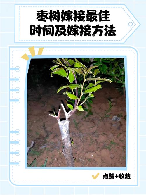 枣树嫁接技术全攻略:从砧木选择到成活管理的完整指南 嫁接成活率四大影响因素