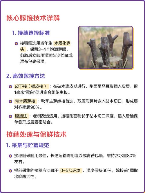 枣树嫁接技术全攻略:从砧木选择到成活管理的完整指南 枝接法操作步骤(春季适用)