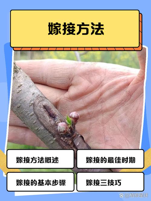 枣树嫁接技术全攻略:从砧木选择到成活管理的完整指南 总结验证
