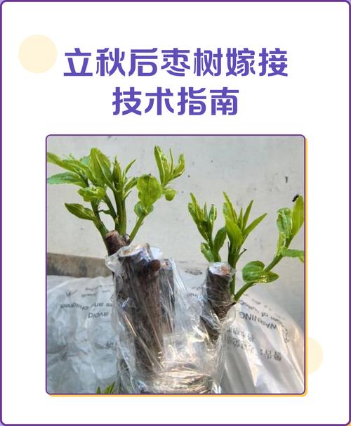 枣树嫁接技术全攻略:从砧木选择到成活管理的完整指南 嫁接后管理要点