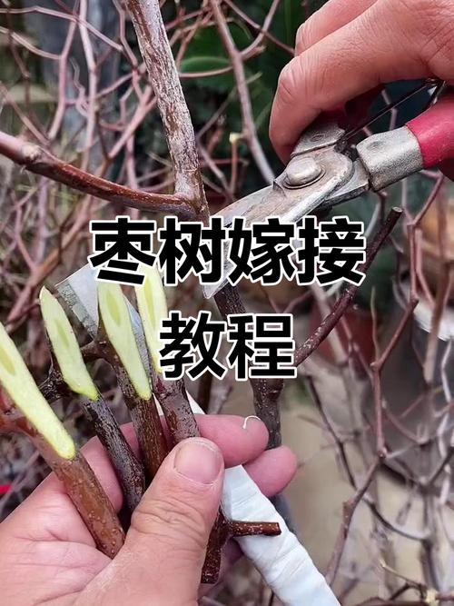 枣树嫁接技术全攻略:从砧木选择到成活管理的完整指南 常见失败案例与纠正