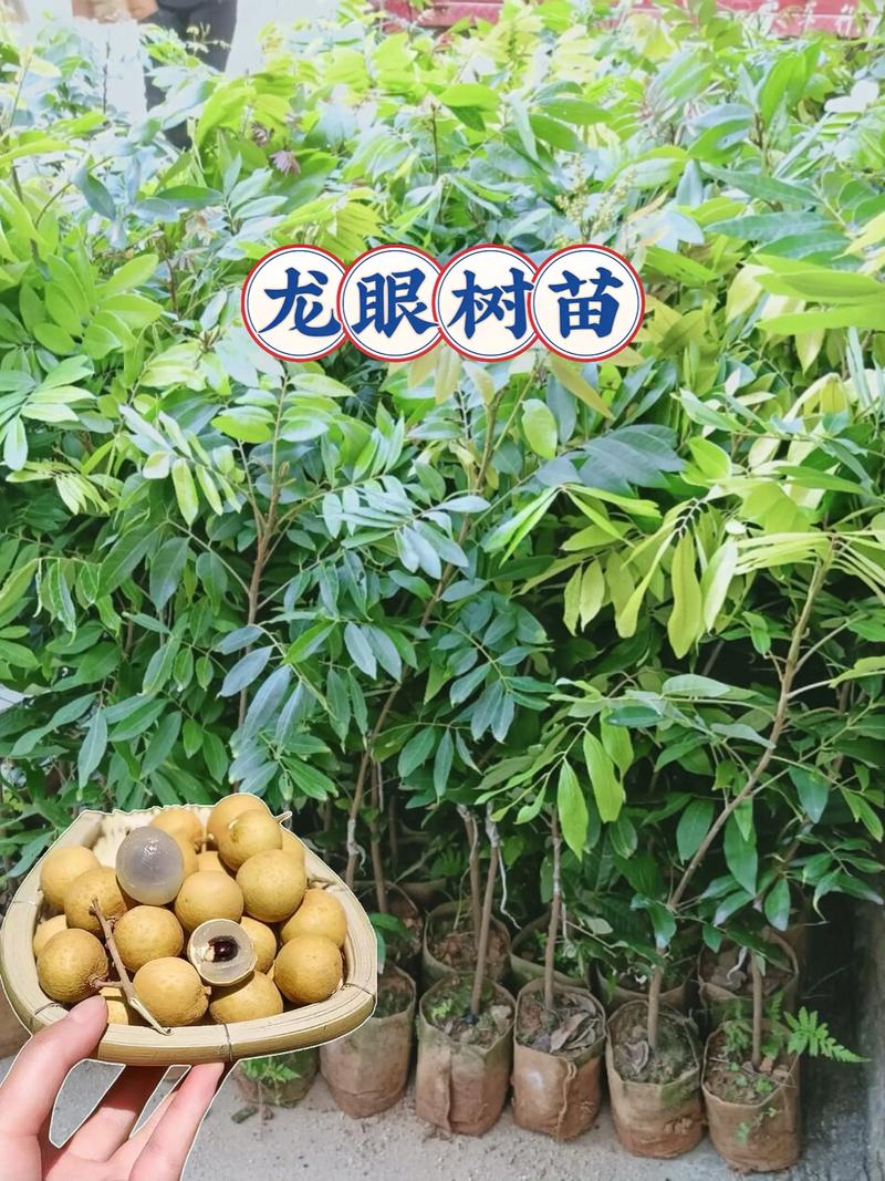 桂圆树苗怎么养?从浇水到换盆的家庭养护指南 越冬越夏:桂圆树苗怕冷也怕闷热,重点是保温和通风平衡