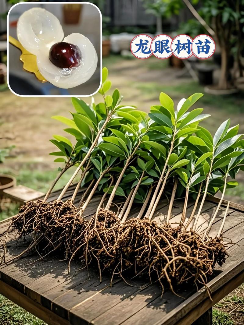 桂圆树苗怎么养?从浇水到换盆的家庭养护指南 换盆或田间管理:桂圆树苗根系稳定后再换盆,地栽更看重土壤疏松