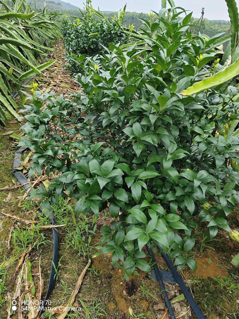 沃柑苗价格 季节:春栽与秋栽窗口期价格上浮5%-10%