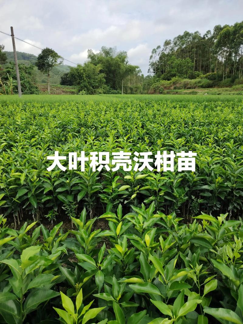 沃柑苗价格 询价指南