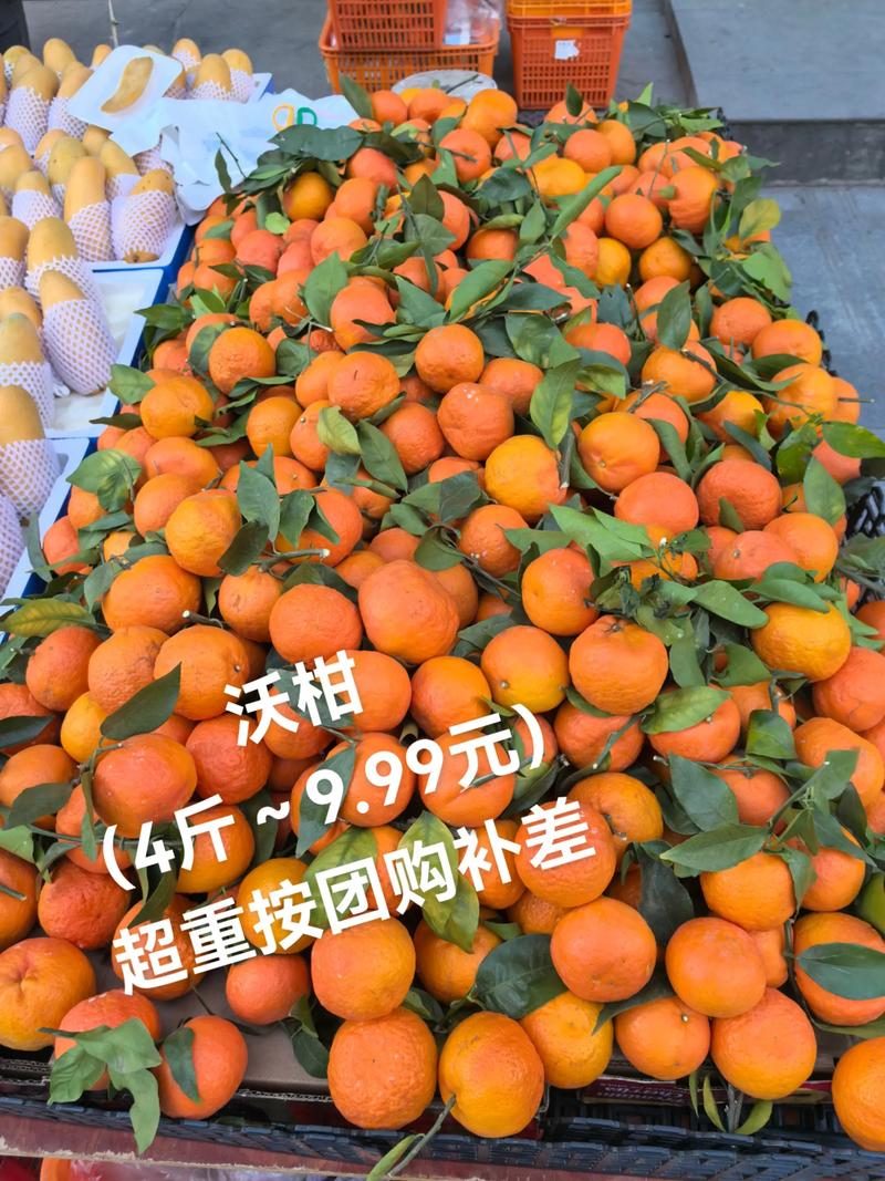 沃柑苗价格 常见问题