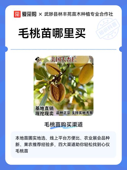 毛桃苗价格多少钱一棵?2025年最新报价与选购指南 运输因素:物流成本占比10%-30%