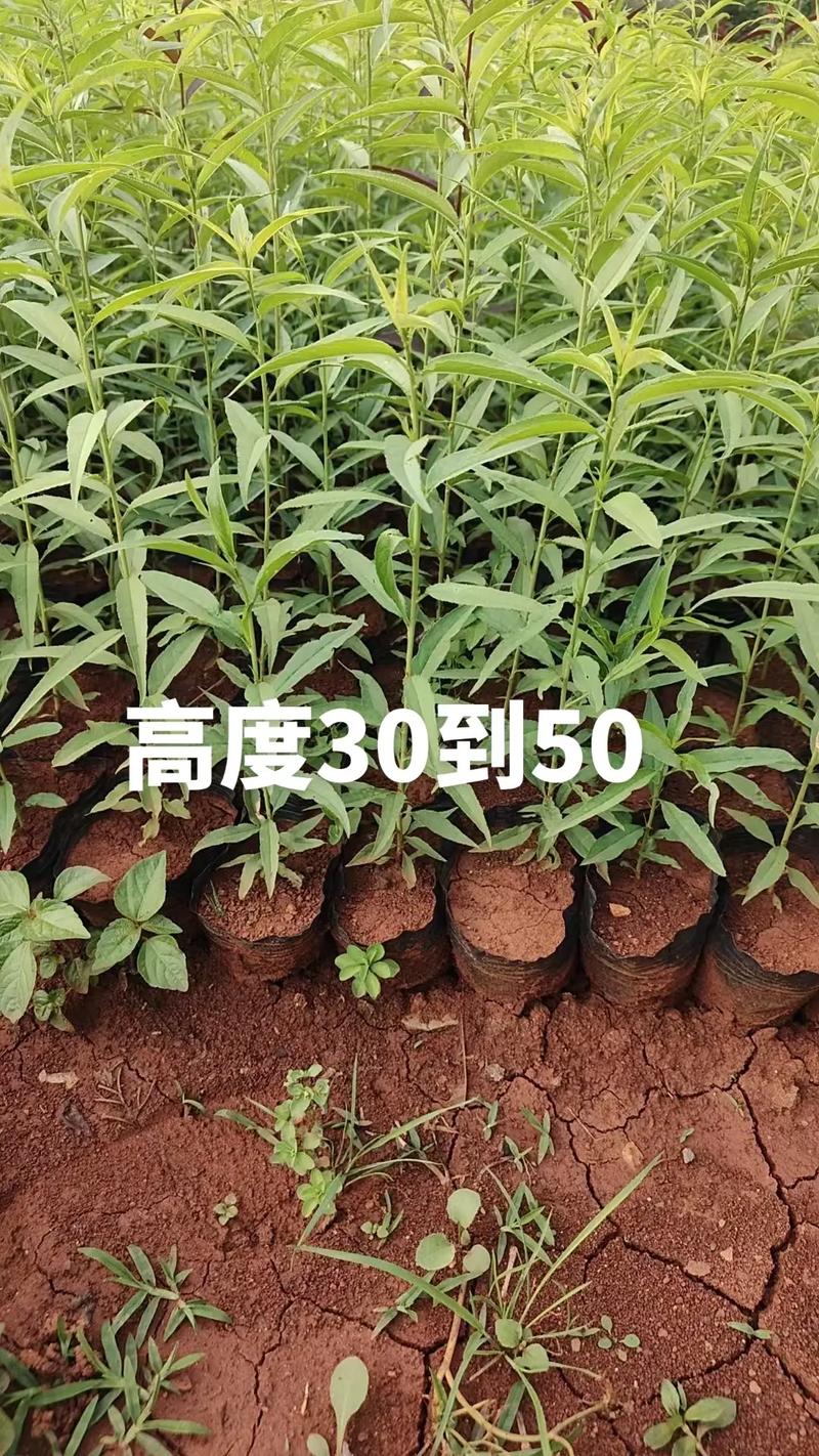 毛桃苗价格多少钱一棵?2025年最新报价与选购指南 数量因素:家庭零售与批发价差