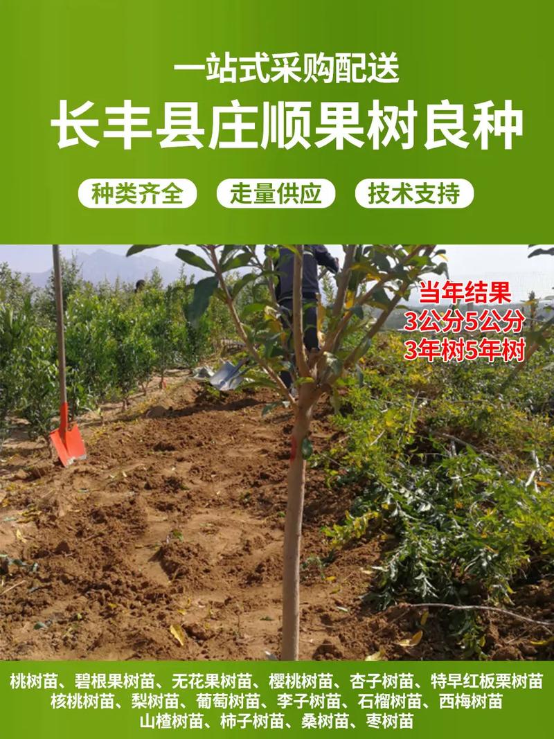 毛桃苗价格多少钱一棵?2025年最新报价与选购指南 咨询指南:如何获取精准报价?