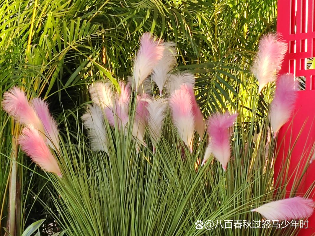 蒲草和芦苇是一种吗?6维度对比详解,别再搞混了 蒲草和芦苇不是一种植物