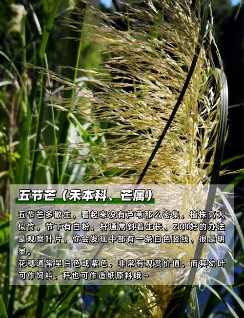 蒲草和芦苇是一种吗?6维度对比详解,别再搞混了 场景选择建议