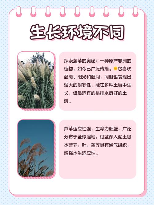 蒲草和芦苇是一种吗?6维度对比详解,别再搞混了 总结
